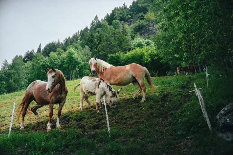 Wome House - Nature-Immersed Coliving & Coworking in Lombardy - Image 14