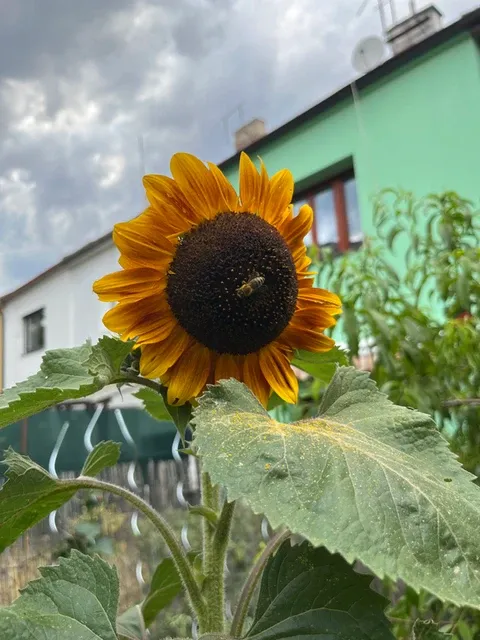 Prague Nomad Co-Living - International Eco-Friendly Community in Prague 10 - Image 14