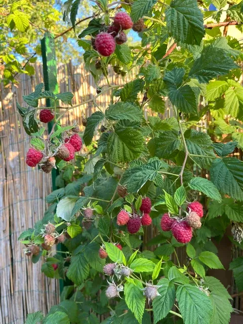 Prague Nomad Co-Living - International Eco-Friendly Community in Prague 10 - Image 3