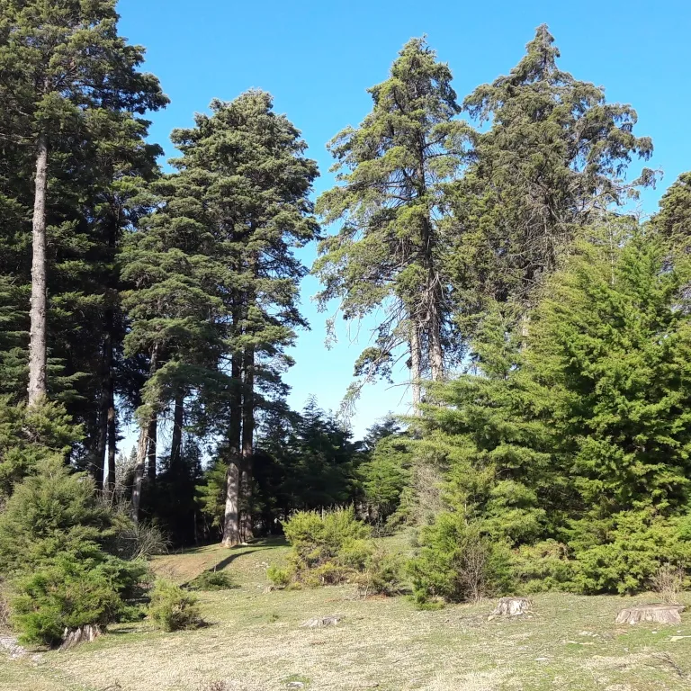 Gumbrini Coliving - Eco-Friendly Nature Retreat near Kutaisi - Image 10